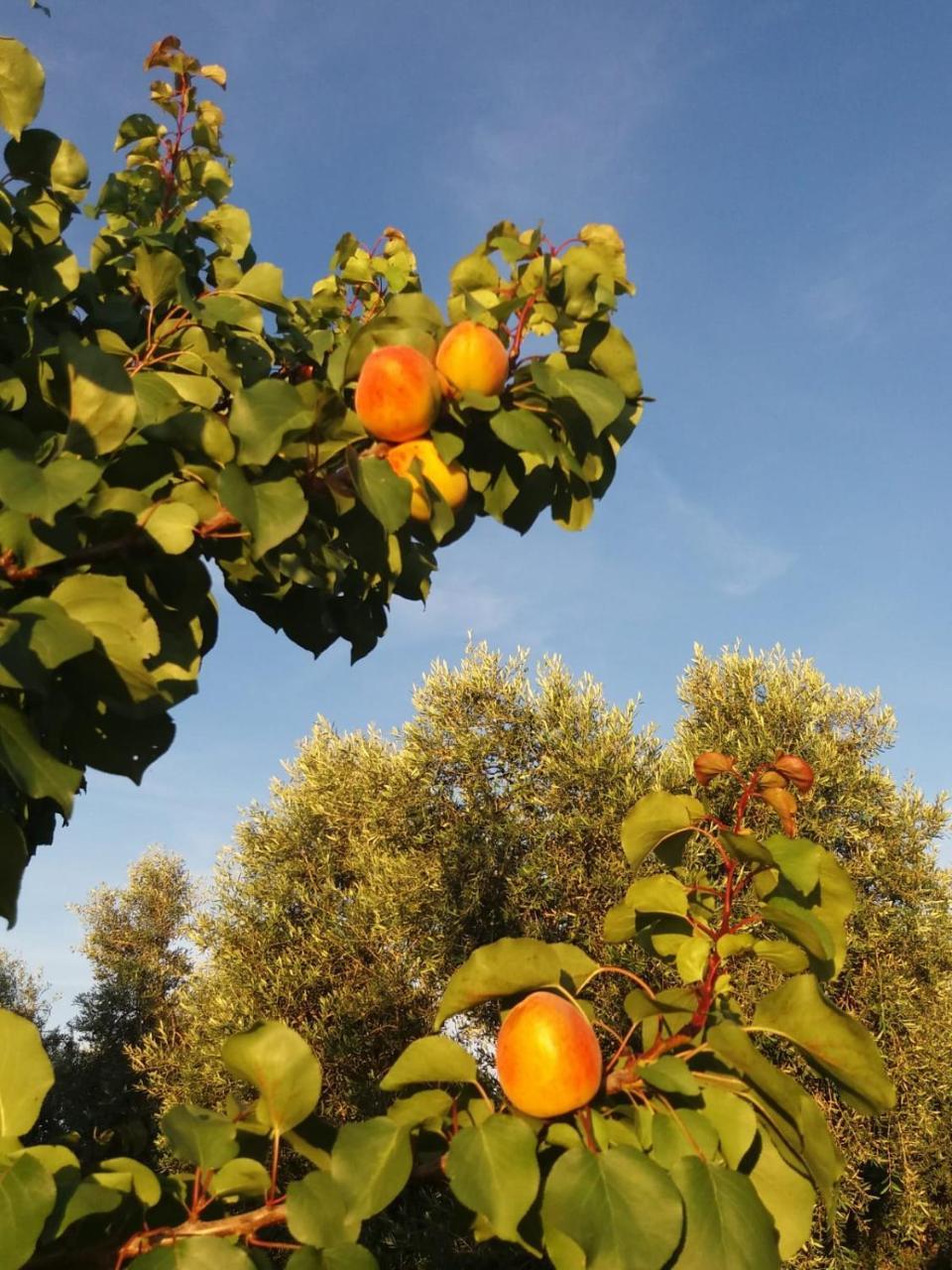 Bocci Farm stay *