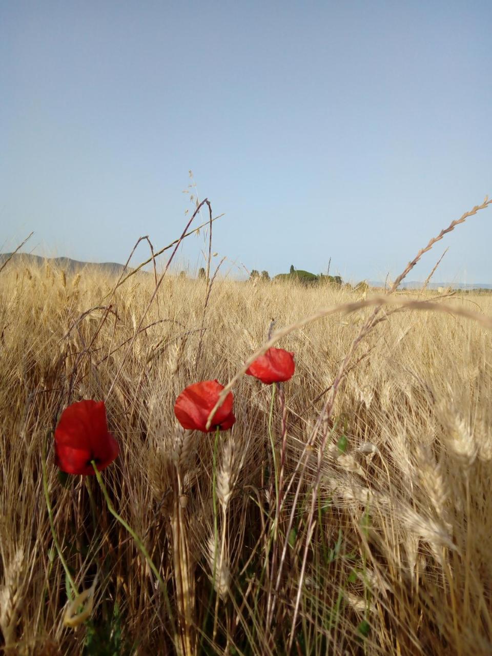 Bocci Farm stay Castiglione della Pescaia