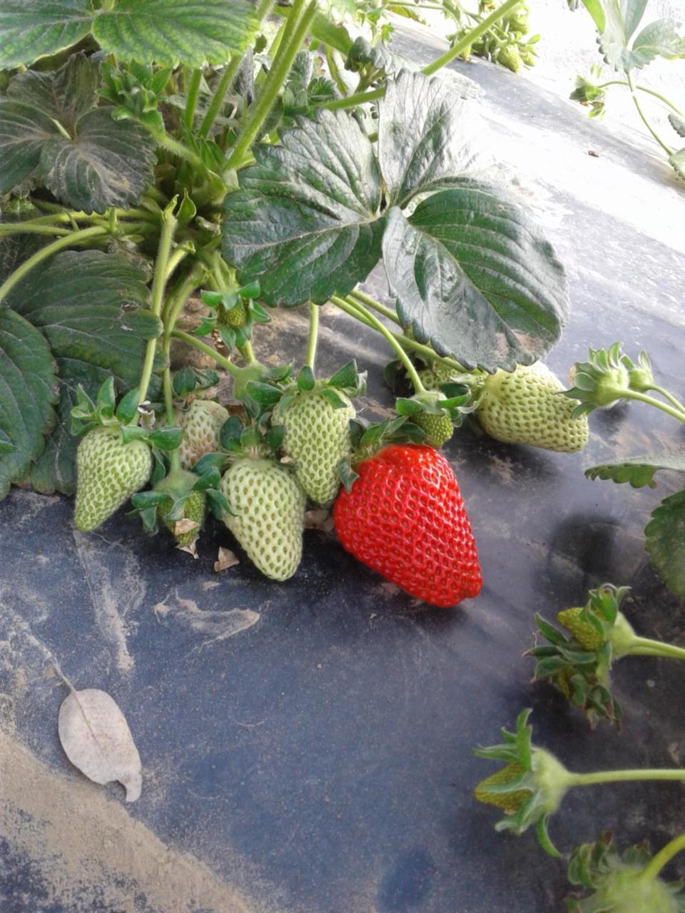 Farm stay Bocci Castiglione della Pescaia